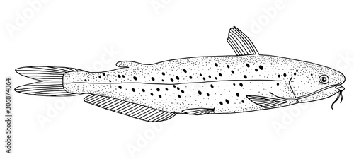 Channel catfish. Black hand drawing outline vector image.