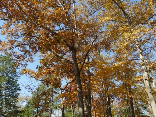 Upward shot of trees with all the leaves in brilliant colors