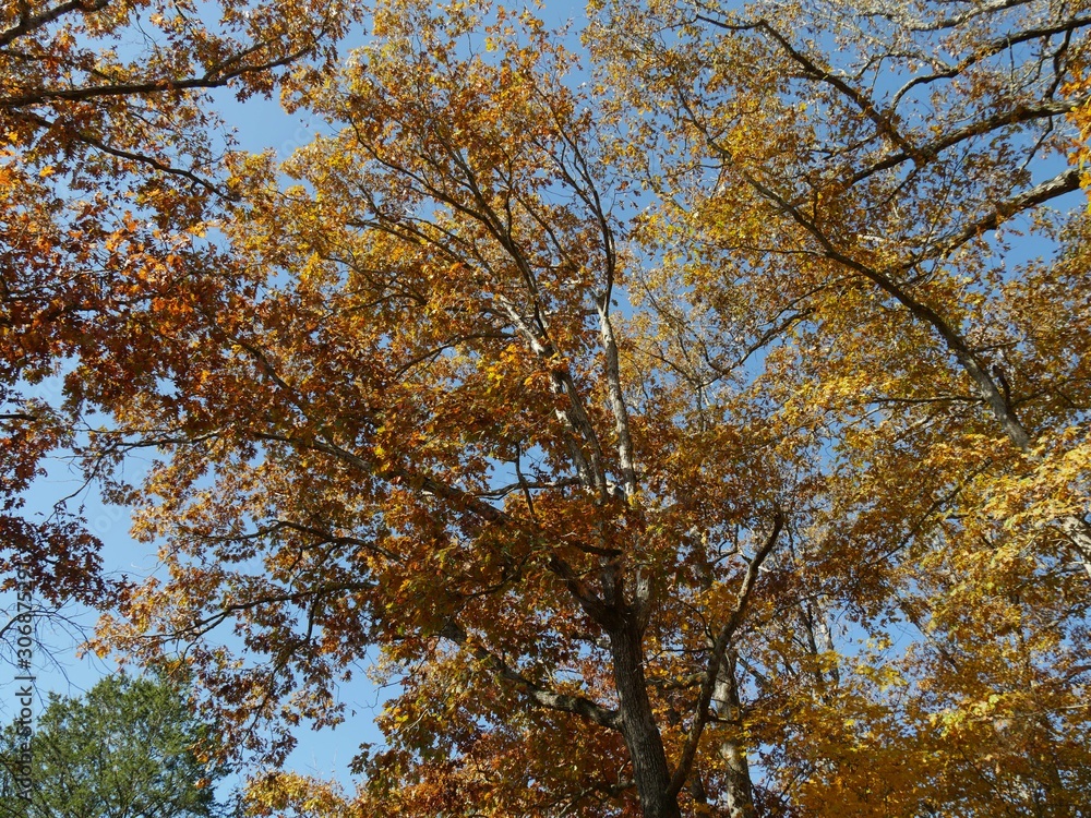 Trees with all the leaves in brilliant colors in autumn Trees with all the leaves in brilliant colors in autumn