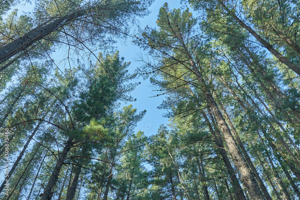 Fototapeta premium Big pines in autumn with blue sky