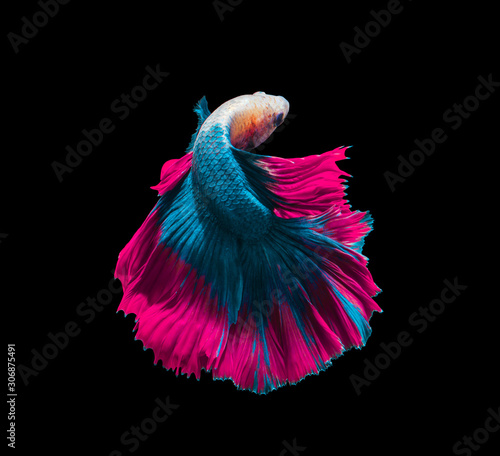 Blue and pink siamese fighting fish, betta fish isolated on Black background.Crowntail Betta in Thailand.