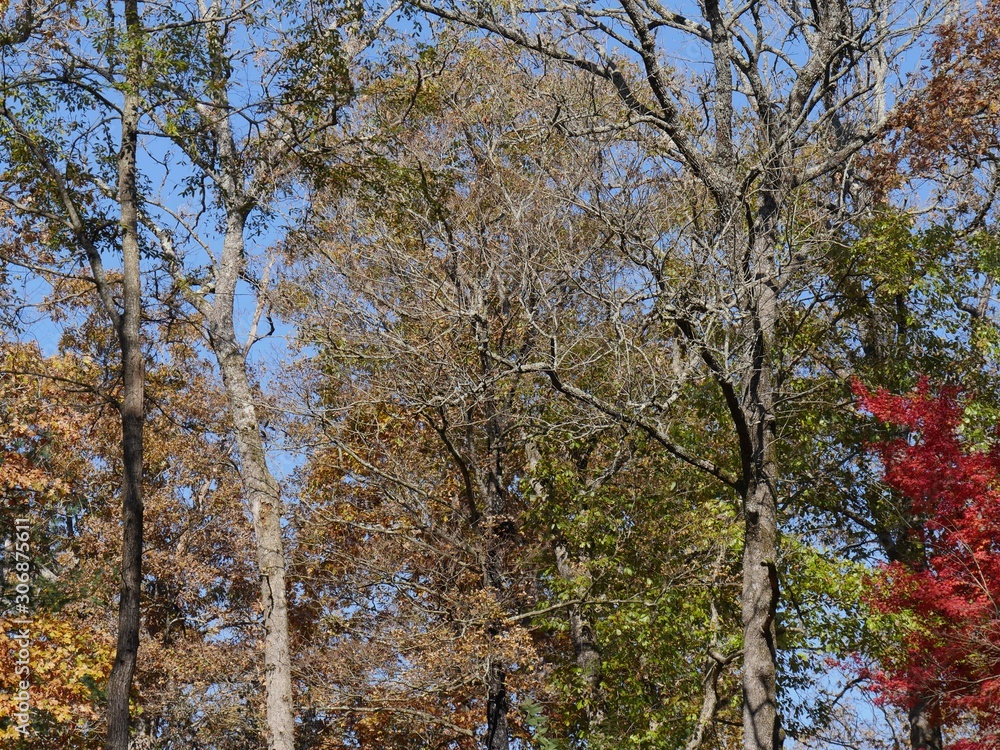 Brilliant colors of autumn shown in the trees Brilliant colors of autumn shown in the trees