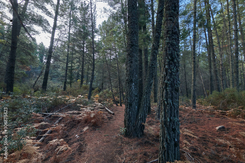 hiking in Juanar in autumn over a carpet of leaves in the forest