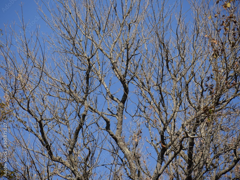 Medium wide upward shot of trees with only a few leaves left at autumn Medium wide upward shot of trees with only a few leaves left at autumn