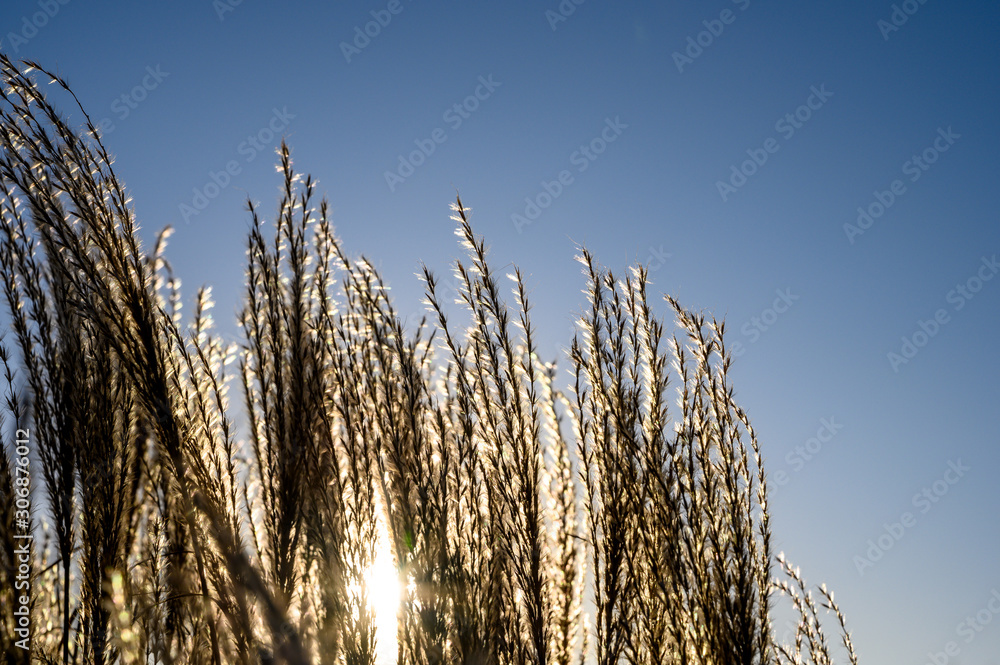 Fototapeta premium Gräser im Gegenlicht