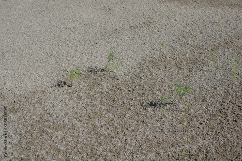 砂地に生えてる小さな植物