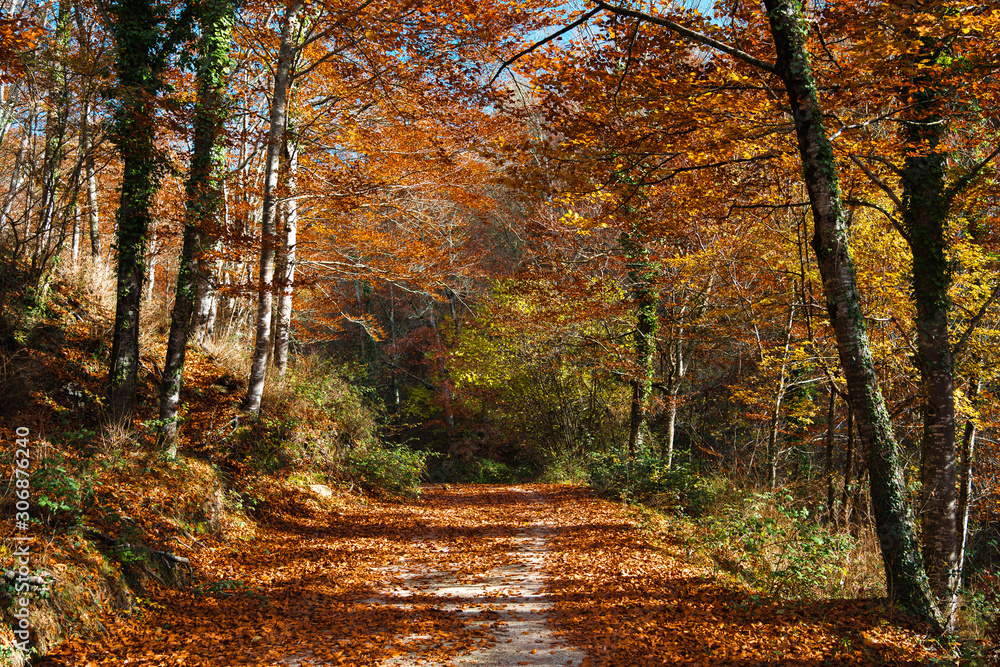 Fototapeta premium autumn in the park