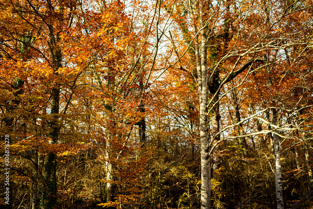Fototapeta premium autumn in the park