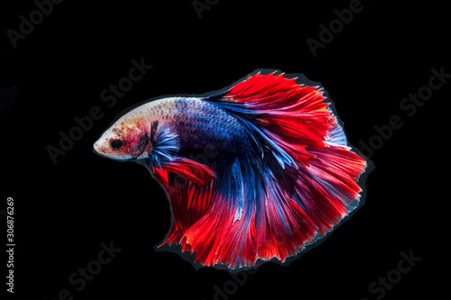 Red and blue siamese fighting fish, betta fish isolated on Black background.Crowntail Betta in Thailand.