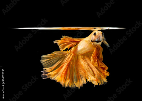 Orange siamese fighting fish isolated on black background.Copy space black background. © alexzeer