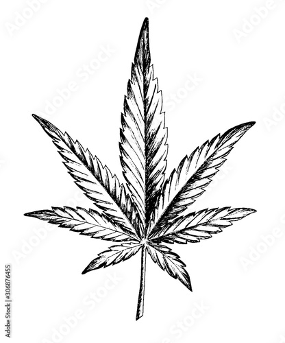 Marijuana leaf ink hand-drawn linearly black and white. Ganja weed cannabis icon. Legalize it. Stock vector illustration isolated on white background.