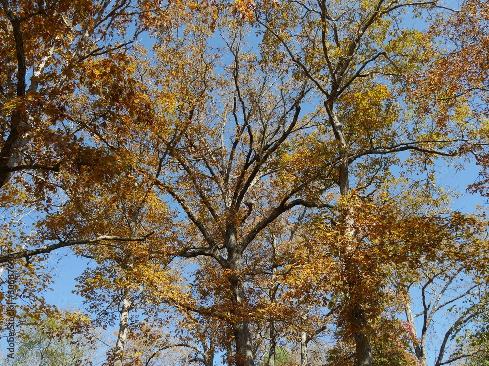 Beautiful trees showcasing the full colors of autumn