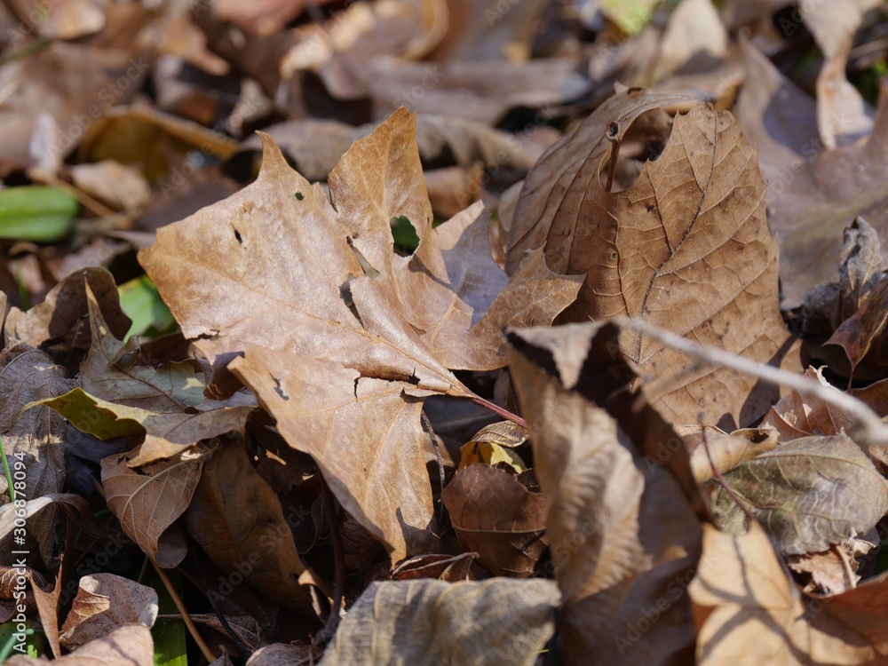 Fallen maple leaves in a heap on the ground