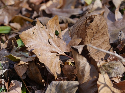 Fallen maple leaves in a heap on the ground