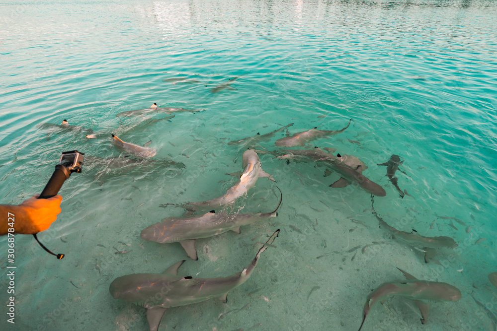 Obraz premium Feeding frenzy of blacktip reef sharks in the Maldives, as a male hand uses an action camera to film the sharks