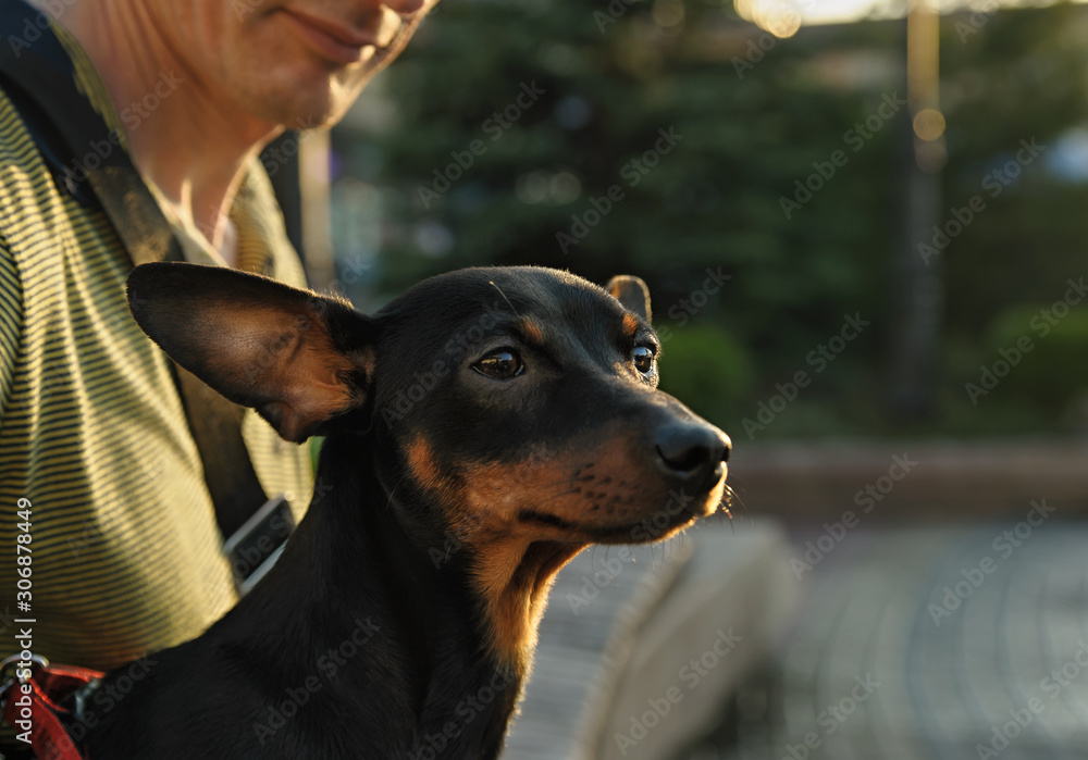 The miniature pinscher. The miniature pinscher.