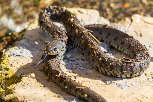 lambent grass snake (natrix natrix)  lying in stone in sunshine