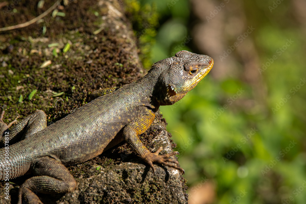 Close up of a Brazilian Collared Lizard on a rock in sunshine, Iguazu Falls, Argentina Close up of a Brazilian Collared Lizard on a rock in sunshine, Iguazu Falls, Argentina