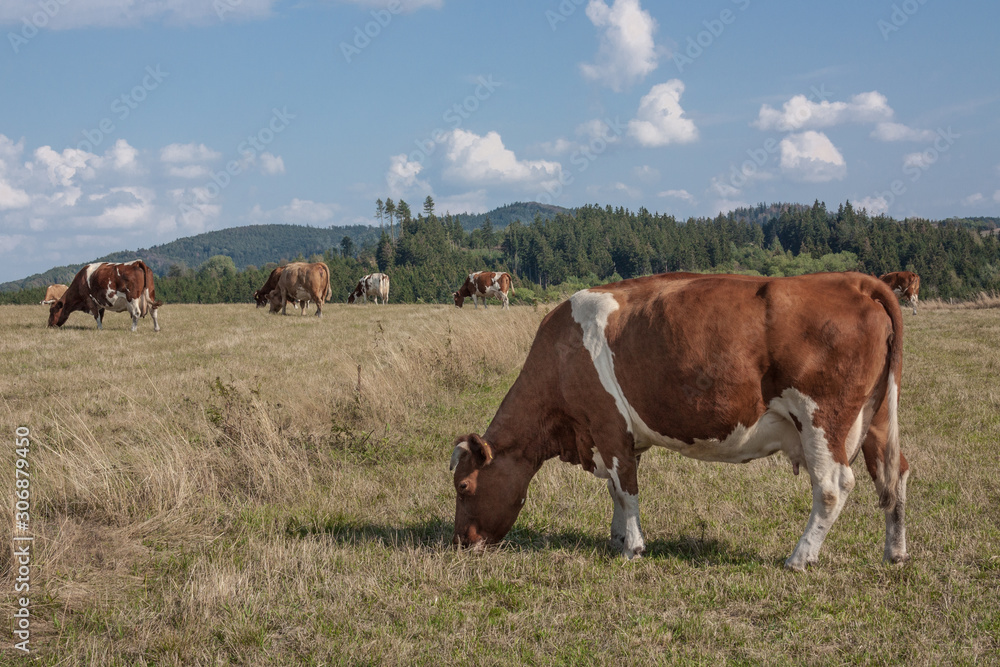Spotted, brown-white, cows grazing in a meadow on a beautiful sunny day. In the background mountains.