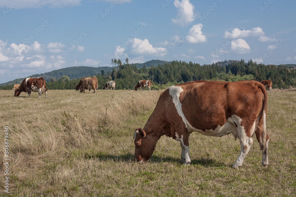 Spotted, brown-white, cows grazing in a meadow on a beautiful sunny day. In the background mountains. Spotted, brown-white, cows grazing in a meadow on a beautiful sunny day. In the background mountains.