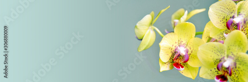 Yellow phanalenopsis orchid flower on panoramic background