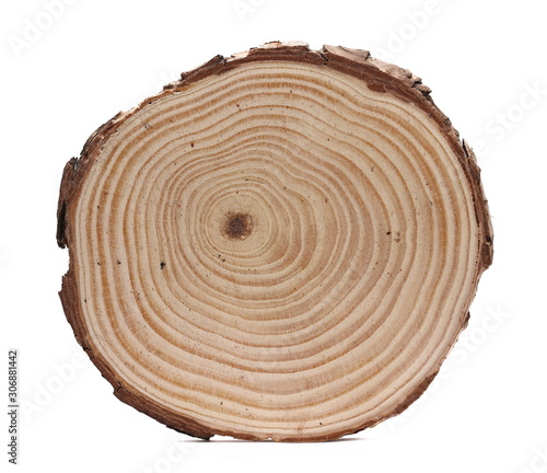 Fototapeta Naklejka Na Ścianę i Meble -  Cross section of tree trunk, stump, isolated on white background