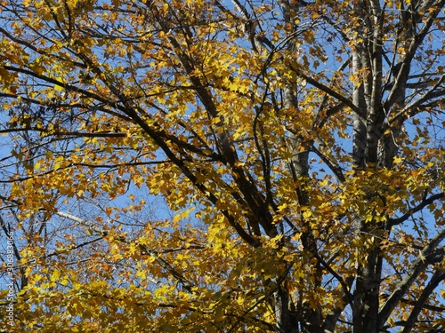 Cropped shot of vibrant yellow leaves of trees in autumn