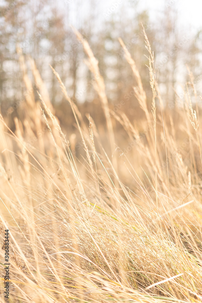 Fototapeta premium fantasy blurred background. sun glare on the grass