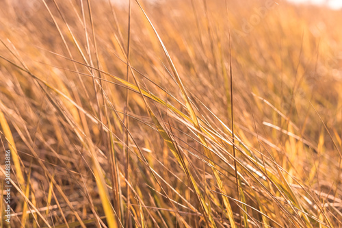 fantasy blurred background. sun glare on the grass.dry grass