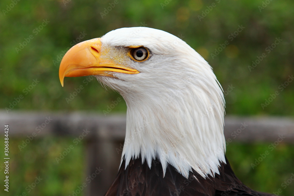 portrait of an american bald eagle portrait of an american bald eagle