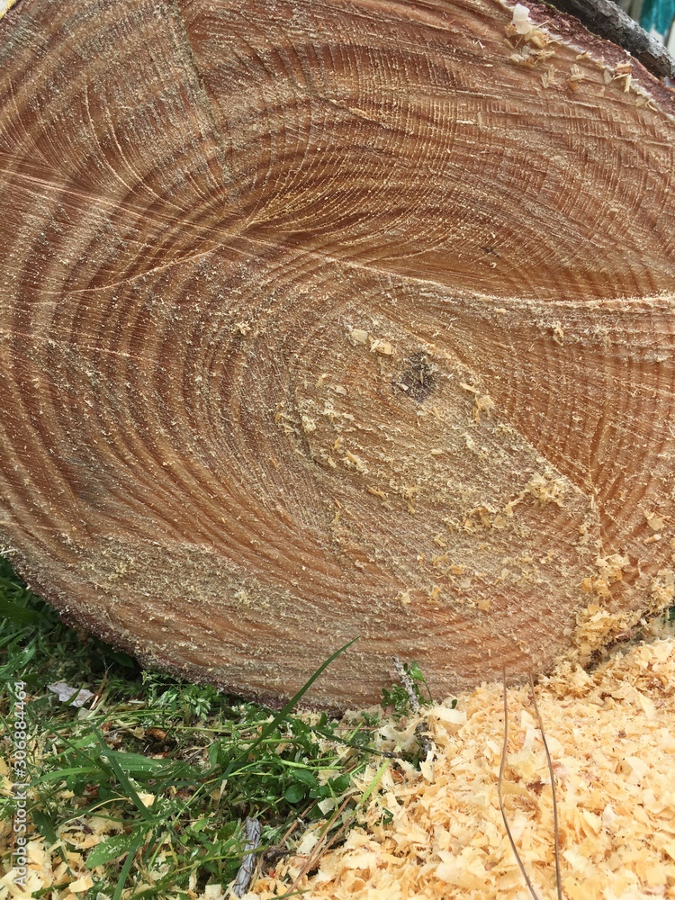 Naklejka premium cross section of tree trunk