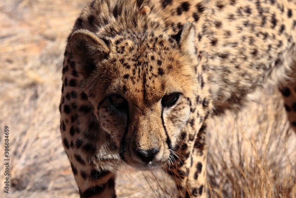 portrait of wild cheetah in the savannah Namibia Africa portrait of wild cheetah in the savannah Namibia Africa
