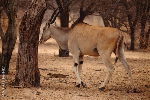 wild antelope in the savannah Namibia Africa