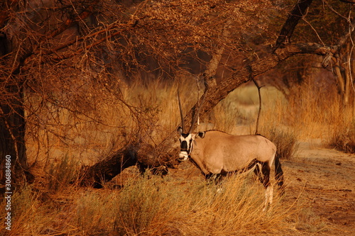 Quadro su tela wild oryx in the savannah Namibia Africa