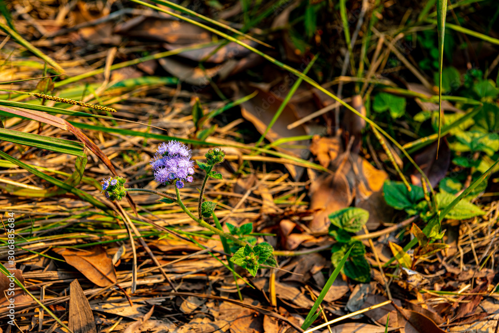 blue flowers in the forest blue flowers in the forest
