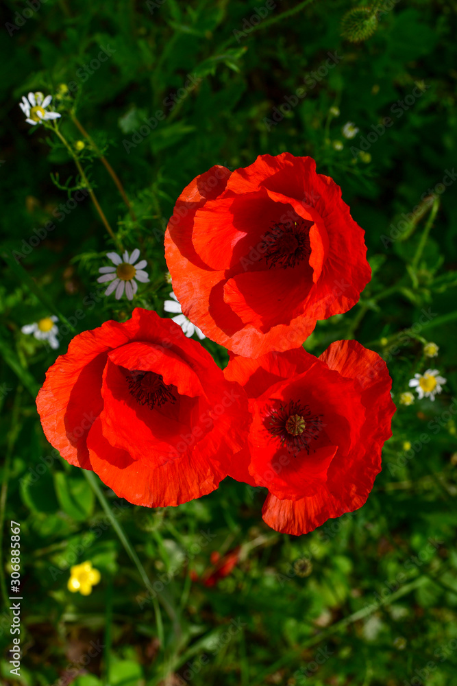 three red poppies in the open