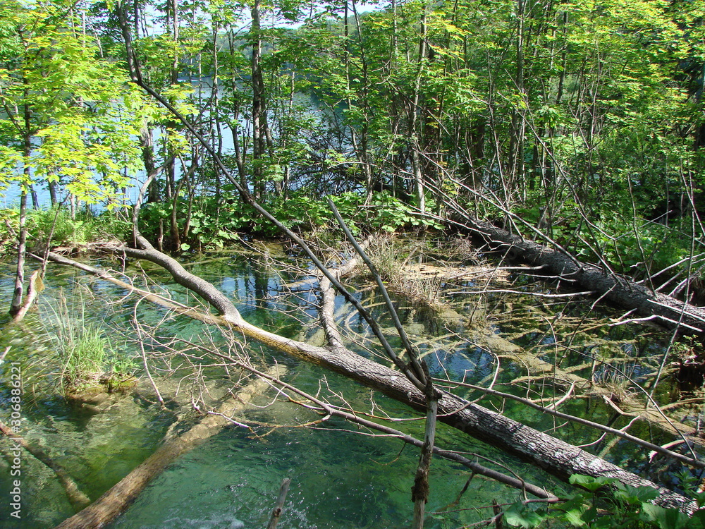 Fototapeta premium Swampy terrain in the quiet, non-flowing creeks of forest lakes also has its natural attractiveness and beauty.