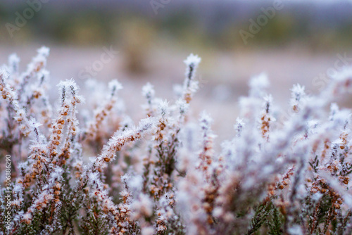 Beautiful winter landscape, Frozen heather under hoarfrost