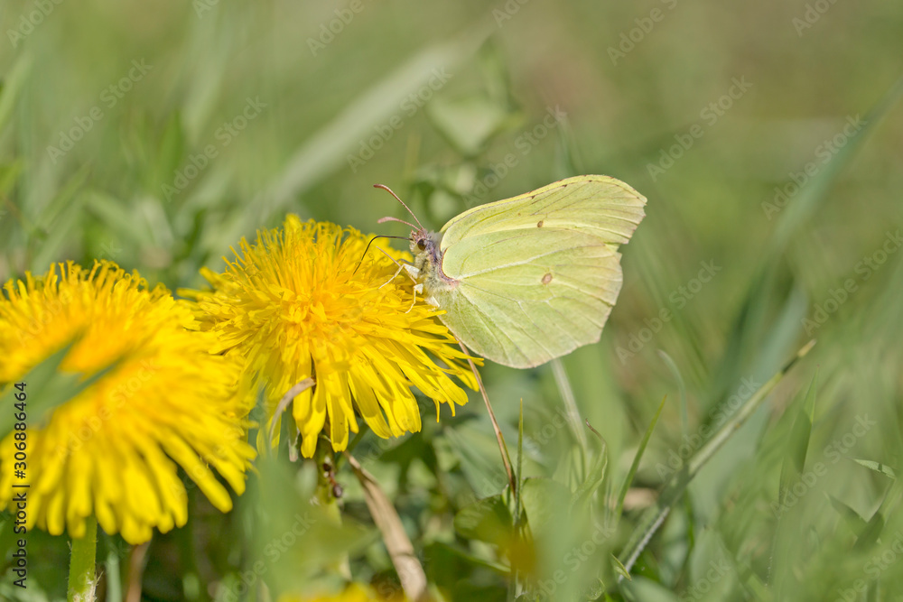 A common brimstone butterfly (Gonepteryx rhamni) sitting on a flower. Gonepteryx rhamni (known as the common brimstone) is a butterfly of the family Pieridae. A common brimstone butterfly (Gonepteryx rhamni) sitting on a flower. Gonepteryx rhamni (known as the common brimstone) is a butterfly of the family Pieridae.