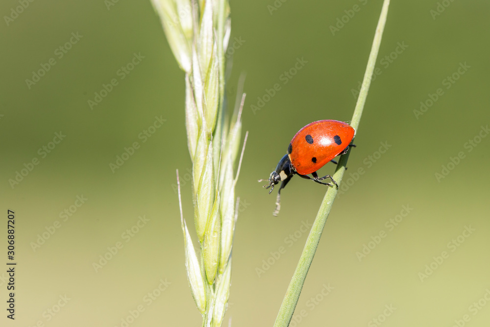 Coccinella septempunctata, the seven-spot ladybird is the most common ladybird in Europe. A ladybird (Coccinella septempunctata) in the natural environment, close-up. Coccinella septempunctata, the seven-spot ladybird is the most common ladybird in Europe. A ladybird (Coccinella septempunctata) in the natural environment, close-up.