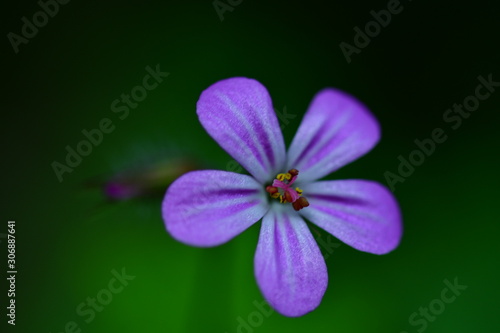 macro photo of a purple flower in the nature