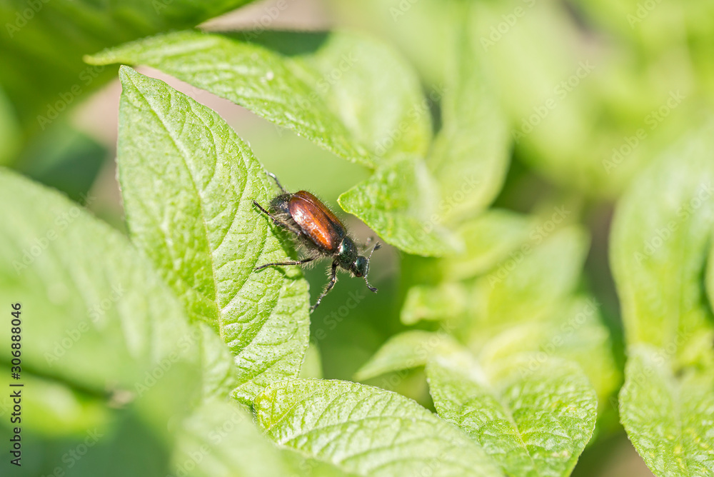 Garden foliage beetle, Phyllopertha horticola - damaging leaves in the garden.. Garden foliage beetle, Phyllopertha horticola - damaging leaves in the garden..