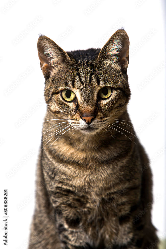 cat isolated on white background