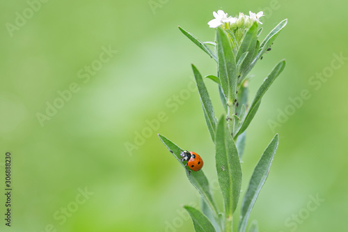 Coccinella septempunctata, the seven-spot ladybird is the most common ladybird in Europe. A ladybird (Coccinella septempunctata) in the natural environment, close-up.