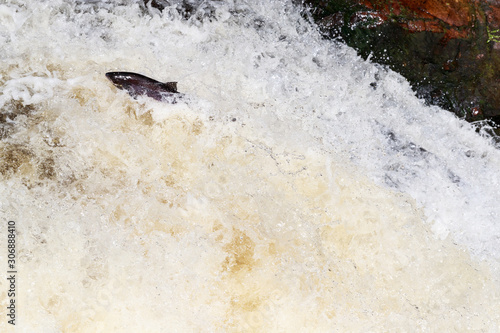 large wild atlantic salmon leaping on water photo