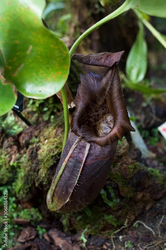 Nepenthes robcantleyi carnivorous architectural plant with foliage