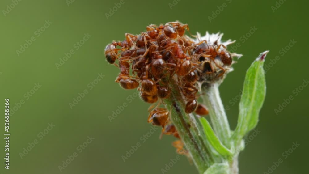 Ants gathered for tasty aphids, macro Ants gathered for tasty aphids, macro