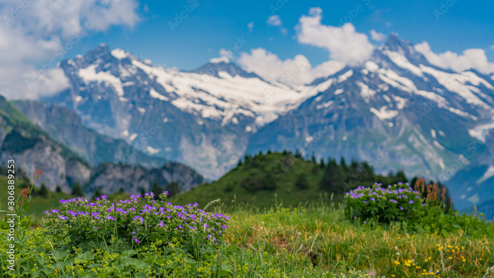 Switzerland, Panoramic view with flowers on green Alps from Schynige Platte