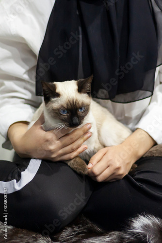 Attractive muslim girl plays with her exotic domestic Siamese cat