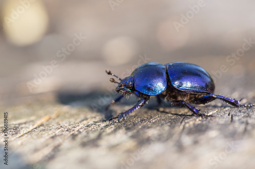 Anoplotrupes stercorosus bug in summer forest, selective focus. Beautiful beetle Anoplotrupes stercorosus. Anoplotrupes stercorosus, known as dor beetle, a species of earth-boring dung beetles. 